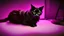 Placeholder: Cute black cat sitting on a gaming chair, in front of a gaming PC table, in a dark room with purple lights and gaming posters, atmospheric, gorgeous, realistic