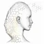 Placeholder: the structure of the hair bulb is drawn in the form of honeycombs from polygons