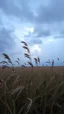 Placeholder: Windblown grass in the field with storm and winds with clouds and