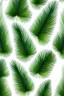 Placeholder: pattern on a white background of Siberian pine leaves, common pine gum