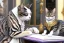 Placeholder: Mature cats are "Wolfgang Amadeus Mozart", playing music, street, Vienna, friendly, sunny day, model style, hyper realistic, extremely accurate, delicate, extremely detailed, Graphic novel style, wide-angle, open aperture, superfine pencil