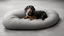 Placeholder: The dachshund, curled up like a spiral on a grey cushion, and her owner, barefoot on the concrete floor, shared a moment of pause in front of a huge canvas; both, in silence, seemed to be part of the same creative act.