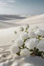 Placeholder: All white textured white transparent roses plant , in a white desert sands