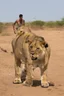 Placeholder: scavengers looking for the remaining carcusses after a lions feat , full moon sppoky