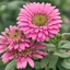 Placeholder: Pink Zinnia