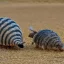 Placeholder: Furry Armadillos playing