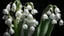 Placeholder: lily of the valley, close up, black background, side lighting, realistic