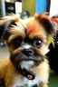 Placeholder: little dog , looks like a little bit of David Bowie and got a little red thunder sticker on the right eye