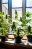Placeholder: marijuanas plants on a windowsill on a sunny day