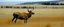 Placeholder: an Elk in a prairie field