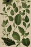 Placeholder: Vintage Botanicals Illustrations on Cream Background