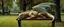 Placeholder: master oil painting by Rembrandt, transparent translucent dragon sleeping on a bench in the park