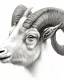 Placeholder: head of a goat drawn in pencil