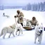 Placeholder: Create an image of sledge dogs that drag a sled in the snowy expanses of Alaska on which sit four Eskimo children dressed in white bear fur coats, the sled makes deep tracks in the snow, in the background of his circle in front of which stands an Eskimo hunter with a catch of fish, afternoon photo, outdoor photo, photo Realistic, 18K, wide lens