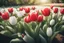 Placeholder: photorealistic 3 red tulips above and 2 white tulips down in flowergarden, soft lighting, sharp focus, rough edges in sunshine