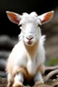 Placeholder: cute chinnese goat