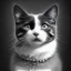 Placeholder: Black and white cat