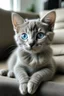 Placeholder: a grey kitten with blue eyes sitting on couch