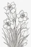 Placeholder: outline art for Spring: Daffodils, White background. sketch style, clean line art, white background, no shadow and clear