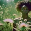 Placeholder: green dandelions electric heart