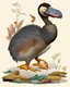 Placeholder: John James Audubon-like illustration of a fully uncropped Dodo bird and a Platypus in a landscape of warm yellows, warm reds, and warm blues