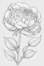 Placeholder: Outline art for peony flower. Coloring pages with peony flower. white background. Sketch style, full body, only use outline, clean line art, white background, no shadows and clear and well outlined. black outline, black and white only. only outline should be black everything else should be white