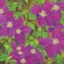 Placeholder: a highly detailed oil painting of Clematis, 4 k resolution, 8 k resolution, high resolution, surface design pattern, modernism