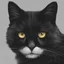 Placeholder: Um gato preto peludo