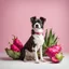 Placeholder: A dog sitting in front of a dragon fruit on a light background for removal