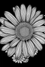 Placeholder: African Daisy coloring book for kids, black blackground, white and black