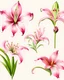 Placeholder: Tung blossom Illustration collection of beautiful pink lilies tung blossom