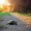 Placeholder: Turtle walking in the park