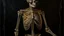 Placeholder: A realistic oil painting of a human skeleton, intricate details and shading, inspired by the works of Leonardo DaVinci and Albrecht Dürer, dark background with dramatic lighting, long shot to show full body, hyperrealistic style.