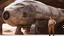 Placeholder: 50-year-old woman in brown shorts, a shirt, and boots, standing next to a large Star Wars cargo spaceship, in an alien derelict town
