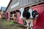 Placeholder: a Dairy barn, with one Holstein Cow in front