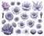 Placeholder: Vector anemone set illustration. Watercolor white backdrop