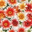 Placeholder: gerbera daisy flower on white background, illustration, seamless tileable pattern