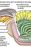 Placeholder: neural plate forming the neural groove and then folding into the neural tube