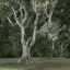 Placeholder: 2 trees like in the lord of the rings,rtx,ligt,silver