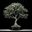 Placeholder: money tree dark