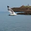 Placeholder: A seagull flying over the water. A lighthouse can be seen in the background