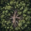 Placeholder: A top-down tree