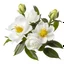 Placeholder: Camilla buds, Camilia flowers, gentle flower bunch, white background, 2d