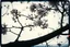 Placeholder: Melancholic, ultra-realistic vintage polaroid photograph of a blossoming branches of a tree, soft light of a cloudy sky, atmosphere of quiet sadness and timeless beauty, cinematic, hyper-detailed, emotional and mesmerizing, bloom, lo-fi