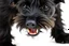 Placeholder: side-front of head nose, mouth with teeth, 2 ears and eyes of a black Scottish terrier coming up from the side-bottom, mouth open biting, white background