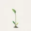 Placeholder: concept art of low poly stylized alien dry single leaf plant on a neutral background.