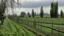 Placeholder: A field of vines with wooden and wire fences and a few large, loose trees. A gray day