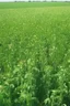 Placeholder: cover crops agriculture