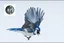 Placeholder: vitrail d'un geai bleu ailes déployées style japonais