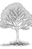 Placeholder: outline art for Trees coloring pages with sitch, white background, Sketch style, full body, only use outline, dementia patients style, clean line art, white background, no shadows and clear and well outlined.